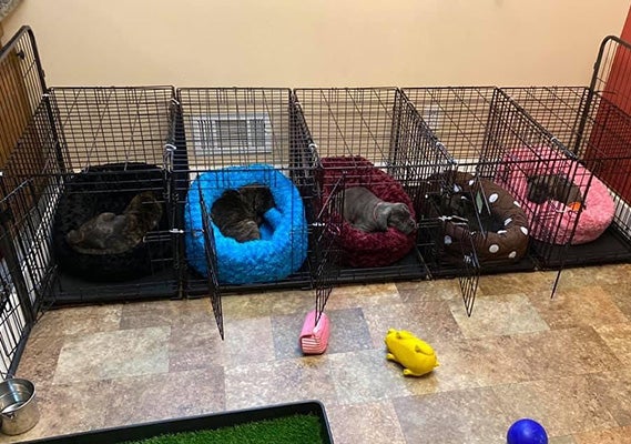 The Do’s and Don’ts of Puppy Crate Training – A Guide for Dog Owners